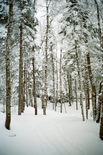 Subscription to snowshoe trails